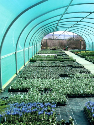 Clear Poly Tunnel Cover 9.2 x 1m